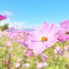 どの花に止まる？