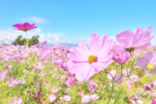 どの花に止まる？