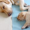 ペットに芸をしつける方法は？