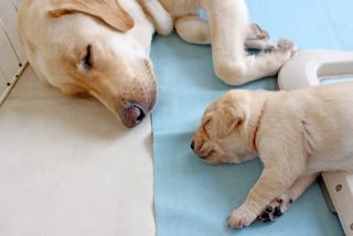 ペットに芸をしつける方法は?