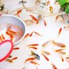 金魚を取って！！