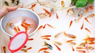 金魚を取って！！