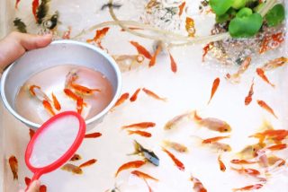 金魚を取って！！